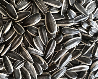 363 Sunflower seeds