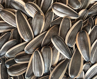 361 Sunflower seeds