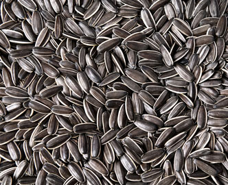 3638 Sunflower seeds